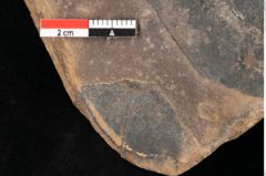 Foto (Detailsansicht) von Quercus palaeoilex Ettingshausen (NHMW-GEO-2024-0188-0788)